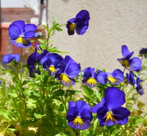 Santa Fe 2013_DSC_3934a