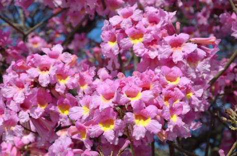 2014 Descanso_DSC_5257a