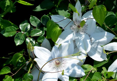 2014 Maine DSC_6592a