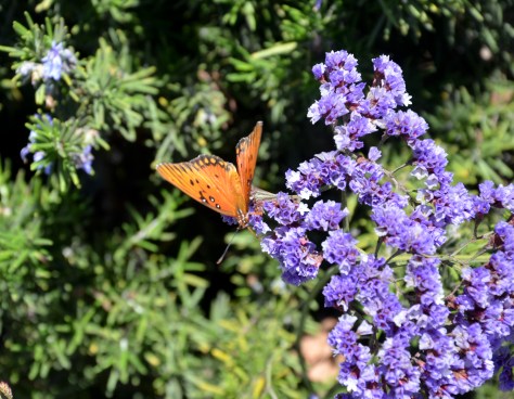 2014 Cayucos DSC_7047a