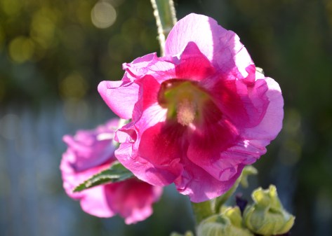 2014 Cayucos DSC_6885a