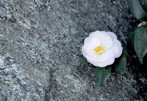 2015 Huntington DSC_8611a