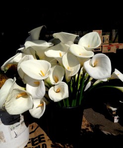 2015 Farmers Marcket IMG_0264[b]