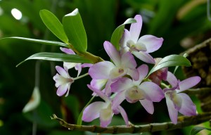 Atlanta 2015-DSC_0257a