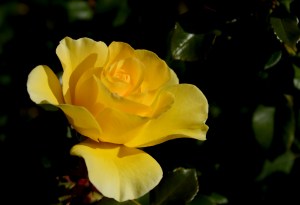 Huntington 1-2015_DSC_8476a