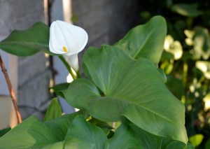 2015 Sierra Madre walk DSC_0086a