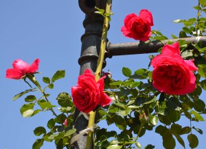 Huntington 2014_DSC_5304b