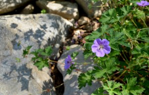 July 4 2015_DSC_9524a