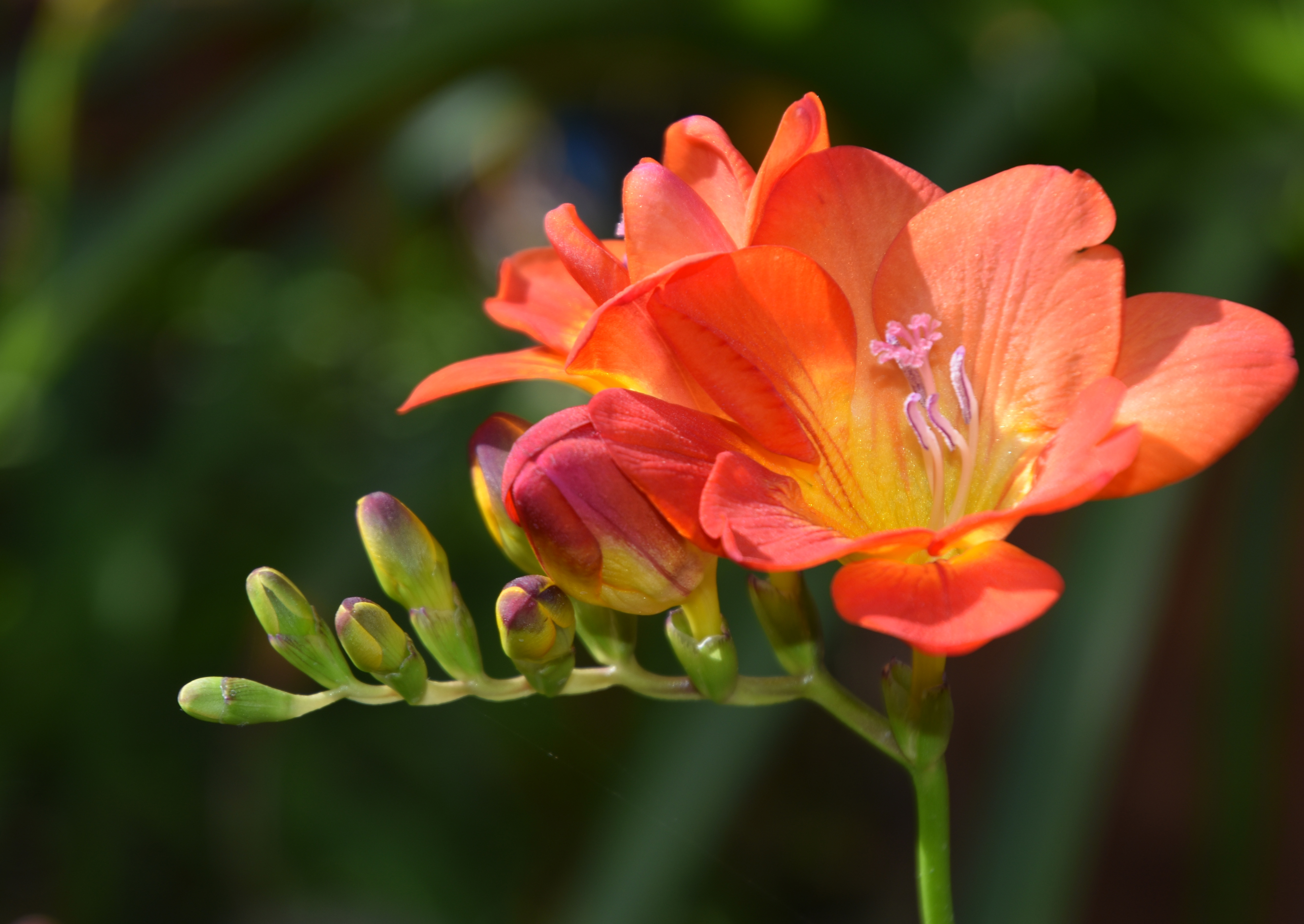 AAB_0250a