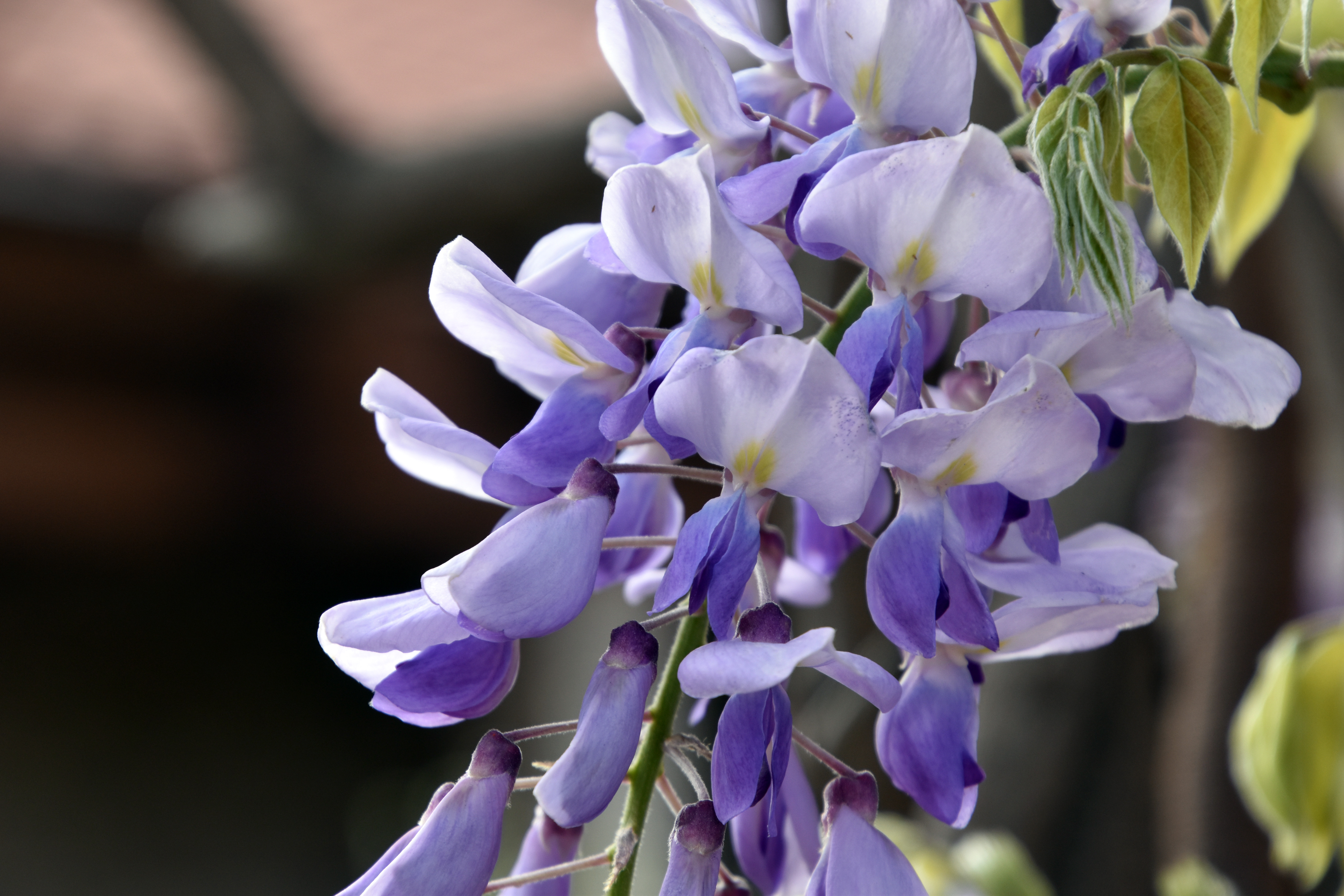 AAB_0767a