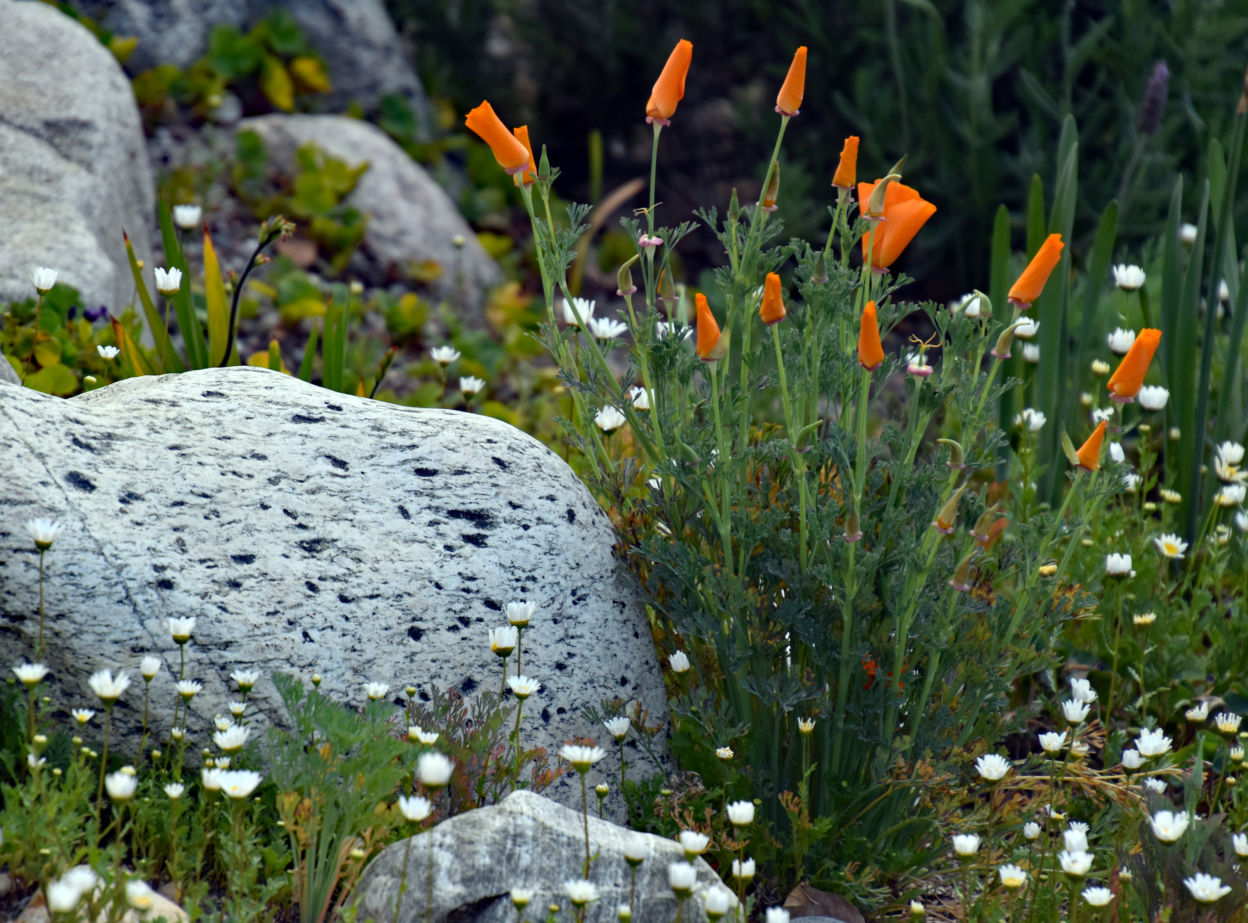 AAB_0857a