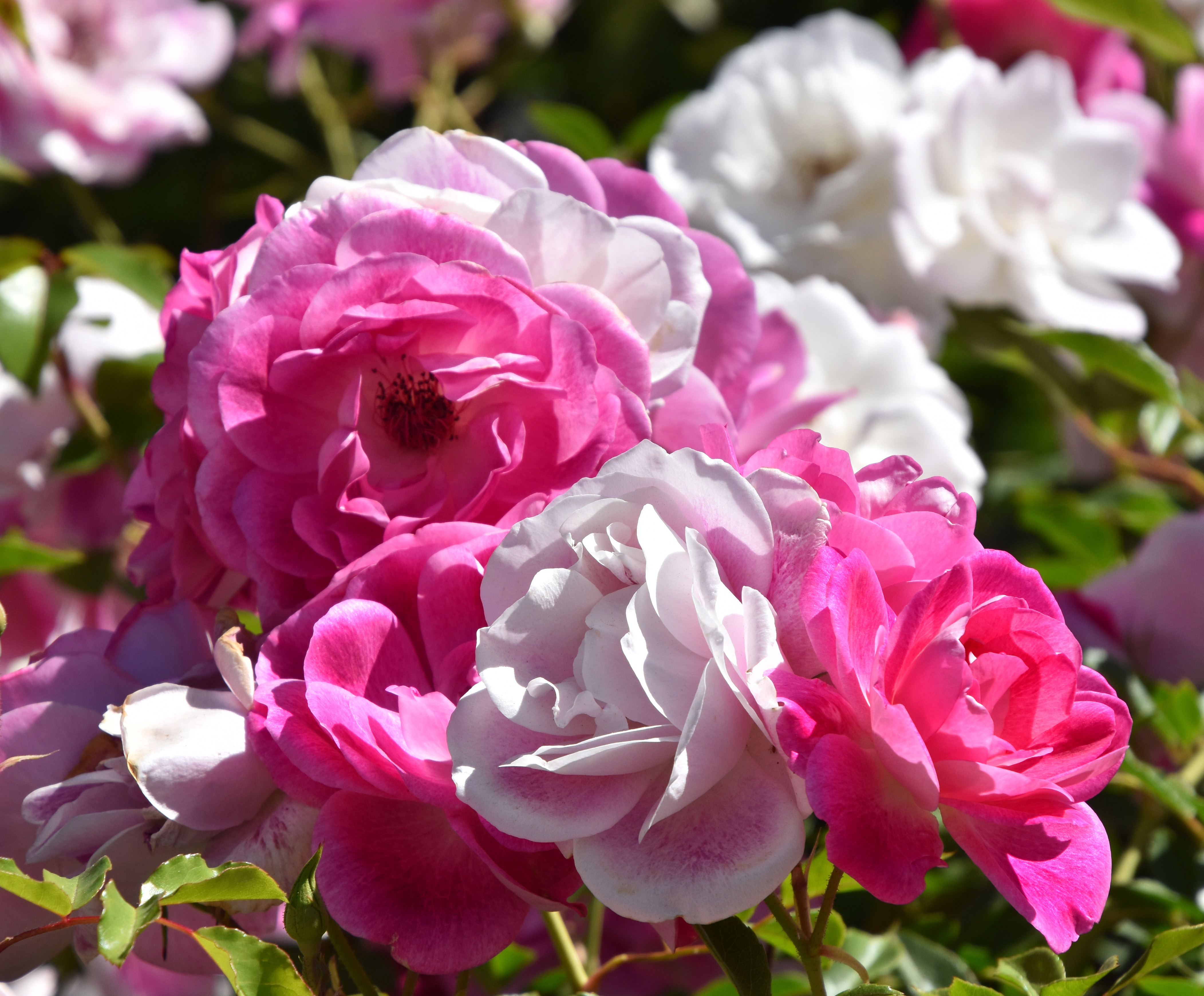 AAB_0979a