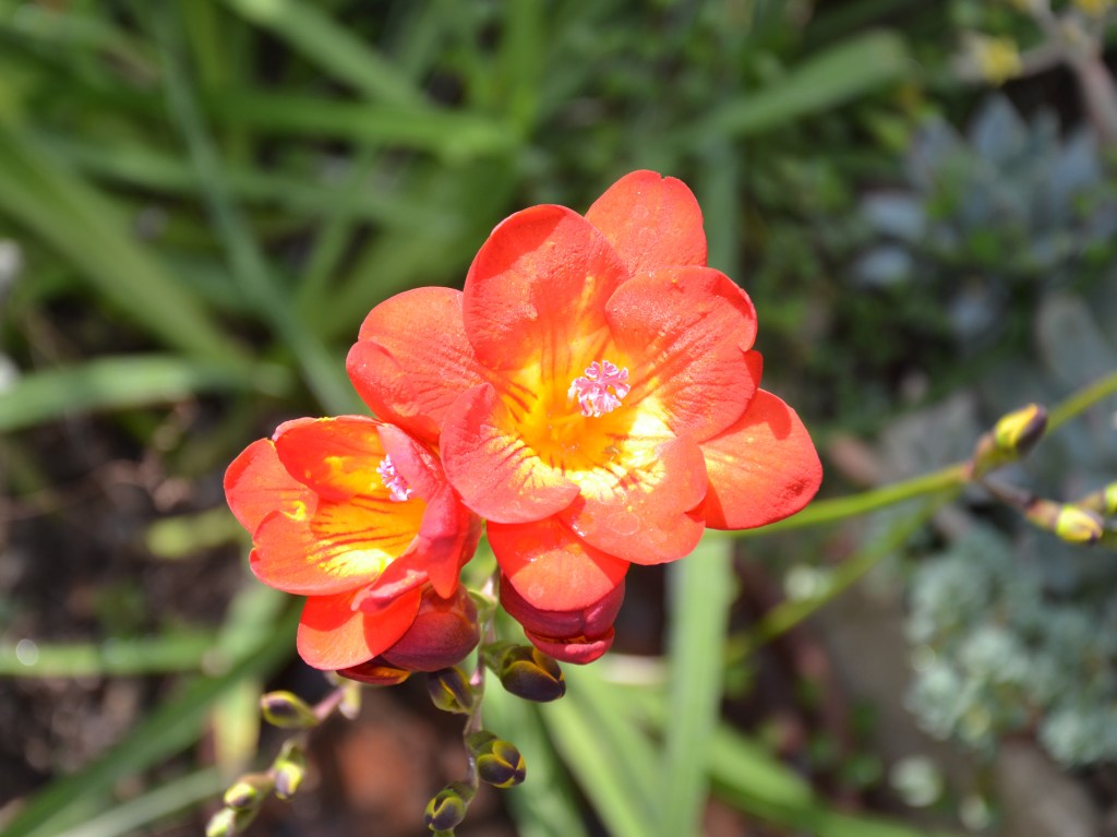 Close-up of vibrant orange flowers with yellow centers, surrounded by green foliage.